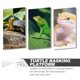 thumbnail image 5 of CIMAXIC Rampa Y Plataforma De Plástico Para Reptiles Facilita Subir Y Descansar, 5 of 7