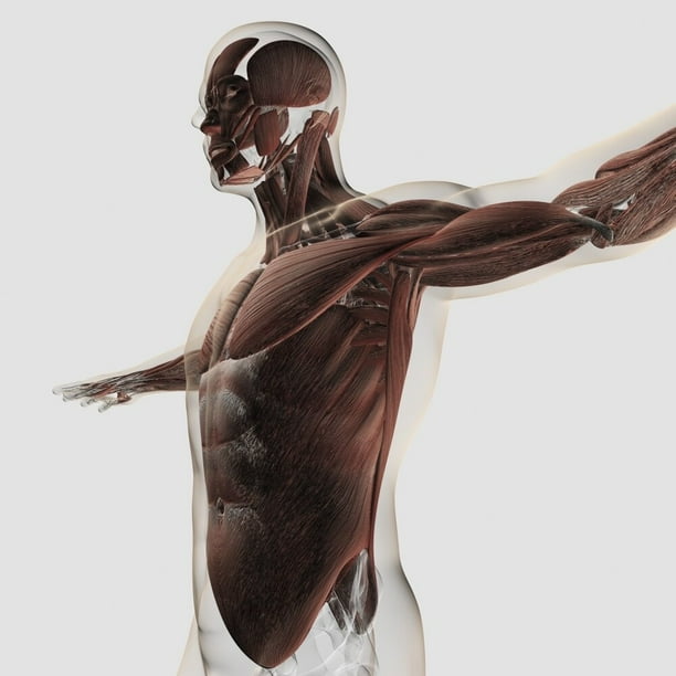 Anono My Of Upper Body / Human Anatomy And Physiology Part 3 Upper Body