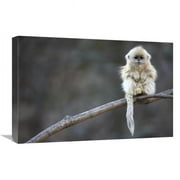 Global Gallery  16 x 24 in. Golden Snub-Nosed Monkey Juvenile - Qinling Mountains - China Art Print - Cyril Ruoso