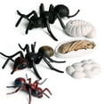 thumbnail image 2 of POINTERTECK Ensemble de Figurines de Cycle de Croissance de Fourmi Réaliste avec Moule d'Affichage Jouets Éducatifs Animaux Simulés Fourmi Rouge, 2 of 7