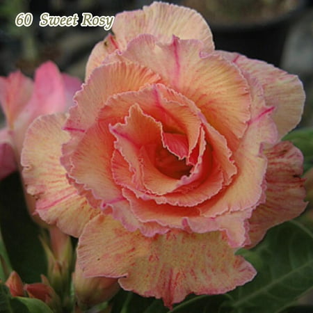Grafted Desert Rose Adenium Obesum Plants MIXED COLORS Exotic Succulent (Best Roses To Plant In Texas)