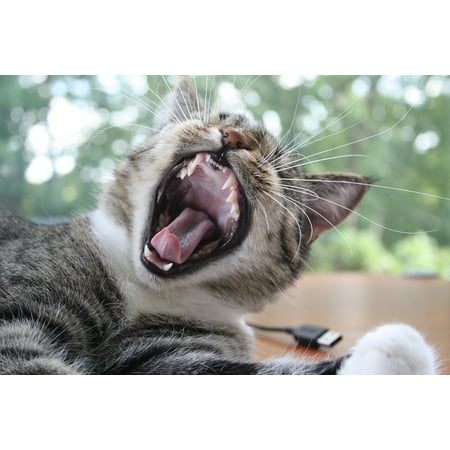 Fun Center Cat - LAMINATED POSTER Fun Yawn Cat Poster Print 11 x 17