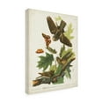 thumbnail image 2 of John James Audubon 'Whip Poor Will' Canvas Art, 2 of 3