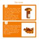 thumbnail image 4 of Sonducket Paquete de 12 tornillos universales para freno de bicicleta T25 M5x10mm, tornillos para frenos de disco de acero aleado, accesorios de Ciclismo Naranja Sonducket OD022339-04, 4 of 6