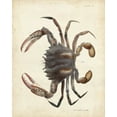 thumbnail image 2 of Dekay 15x18 White Modern Wood Framed Museum Art Print Titled - Vintage Crab I, 2 of 4