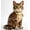 C, variant on QPAZ Cat Lover Building Block Display Set, Cute Cat-Themed Collectible Figures, Creative Desktop Decor Toy Gift