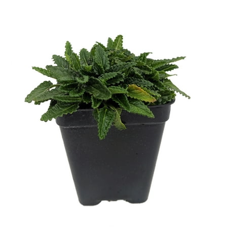 Dwarf Betony - Stachys minima - 2.5" Pot - Terrarium/Fairy Garden/House Plant