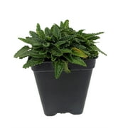 Dwarf Betony - Stachys minima - 2.5" Pot - Terrarium/Fairy Garden/House Plant