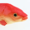thumbnail image 3 of GUOOL Artificial Carp Ornament for Kitchen Aquarium Decoration Red-Small, 3 of 4
