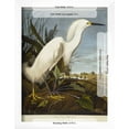 thumbnail image 3 of Snowy Heron or White Egret  Snowy Egret, Framed Art Print Wall Art by John James Audubon Sold by Art.Com, 3 of 6