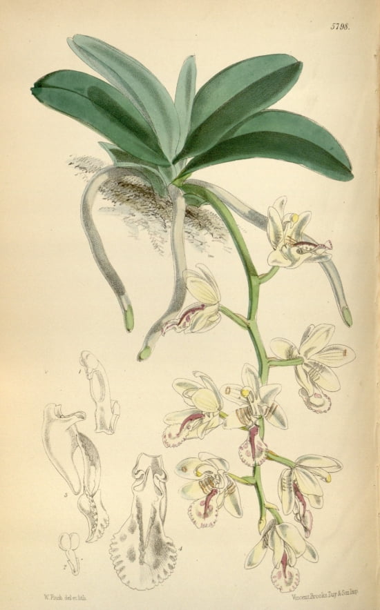 Botanical Print Of The Leaf And Flower Of The Japonica Canvas Art -  (18 x 24)