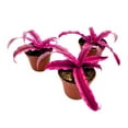 thumbnail image 4 of Cryptanthus Bivittatus, 2 inch Set of 3, Bright Pink Red Earth Star Tiny Mini Pixie Plants, 4 of 7