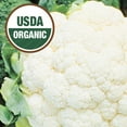 thumbnail image 4 of Ferry-Morse Organic 330MG Cauliflower Early Snowball Y Annual Vegetable Seeds, Full Sun, 4 of 11