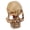 Cream, variant on Nieyigj Skull Night Lamp Plug Into Wall, Adjustable Brightness Resin Skeleton Night Light, Spooky Halloween Skull Wall Decor with EU Plug 220V (5.1 inches / 13 cm)