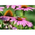 thumbnail image 6 of Echinacea Purple Coneflower Flower Seeds, 750 Seeds Per Packet, 6 of 7