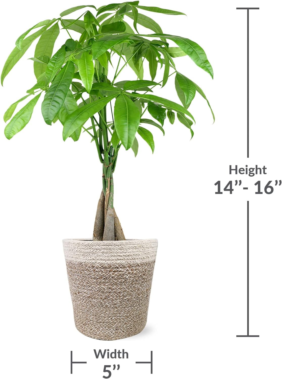 Just Add Ice 14-16" Money Tree Live Plant in 5" Cream Jute Pot, House Plant