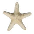 thumbnail image 2 of CalCastle Craft 3 PC Natural Real Dried Jungle Starfish (6" - 8"), 2 of 4