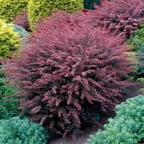 Brighter Blooms - Rose Glow Barberry Shrub, 3 gal. - No Shipping To AK, AZ, HI, IN, MA, ME, MI, ND, NH, NY, PA, VT, WA, WV