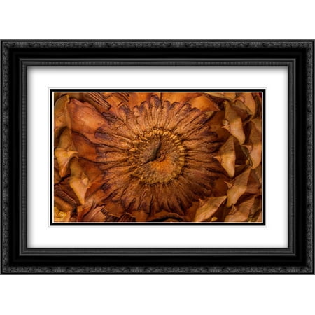 Cone Matte - Pine Cone II 2x Matted 24x18 Black Ornate Framed Art Print by Mahan, Kathy