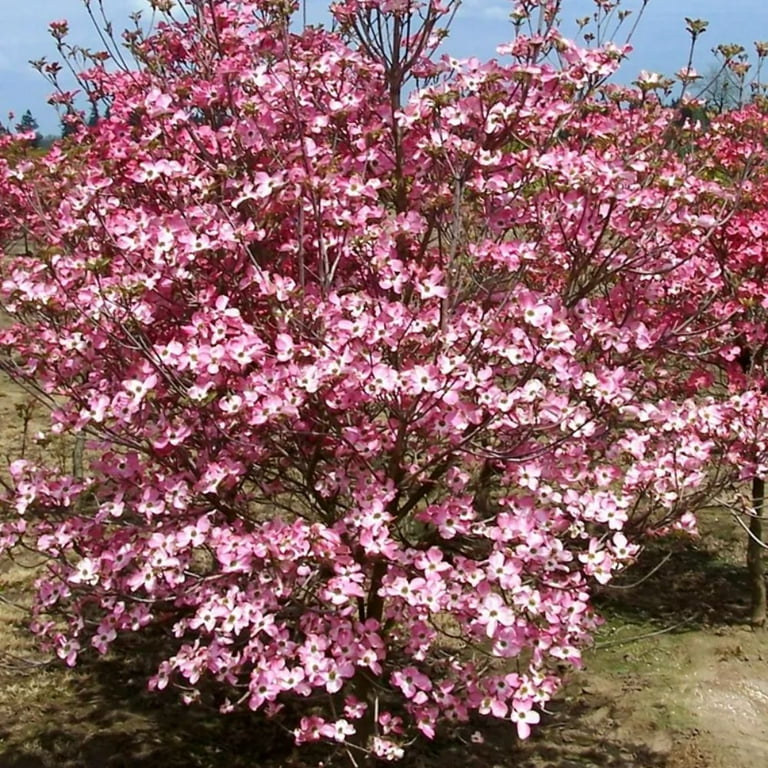 Expert Gardener 3-4 ft. tall Stellar Pink Dogwood Live Tree in 7