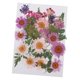 thumbnail image 2 of 25 mezcs das, hojas secas, relleno de muestras de pntas pa decoración de uñas, álbumes de recortes, tjetas, manualidades, resi UNA BLESIY Flores secas prensadas naturales, 2 of 8