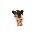 thumbnail image 3 of Alimento balanceado para cerdo vietnamita mini piggy Abene 5 kg, 3 of 4