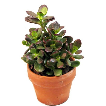 Mini Leaf Jade Plant - Crassula - Easy to Grow - 4