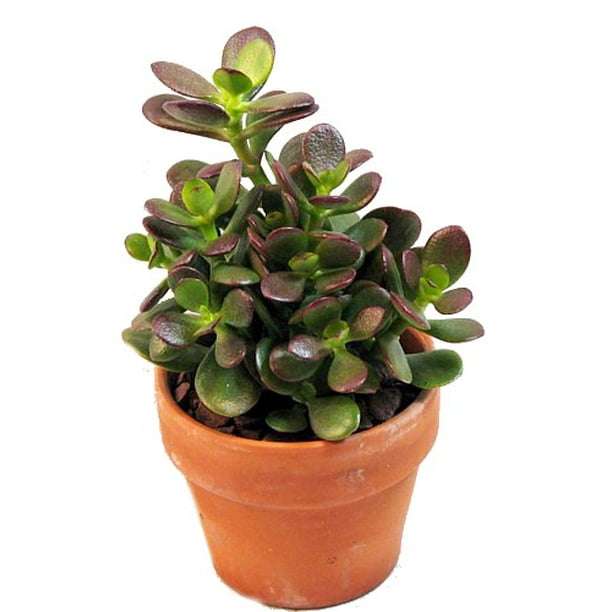 Mini Leaf Jade Plant Crassula Easy To Grow Succulent 2 5 Pot Walmart Com Walmart Com