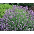 thumbnail image 2 of Blue Cushion French Lavender - Very Fragrant/Compact - Quart Pot - Indoors/Out, 2 of 2