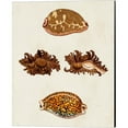 thumbnail image 3 of Great Art Now Knorr Shells B by George Wolfgang Knorr 2 Piece Canvas Art Set Each 12"W x 15"H, 3 of 3