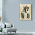 thumbnail image 3 of Trademark Fine Art 'Antiquarian Seashells I' Canvas Art by Vision Studio, 3 of 4
