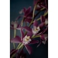 thumbnail image 2 of Urquhart, Elizabeth 13x18 Gold Ornate Wood Framed with Double Matting Museum Art Print Titled - Dark Orchid III, 2 of 4