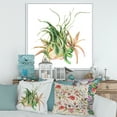 thumbnail image 2 of Designart 'Tropical Leaves Air Plant Succulent On White' Farmhouse Framed Canvas Wall Art Print, 2 of 5