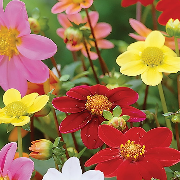 Van Zyverden Full Sun Dahlia Border Mix, Multi-Color