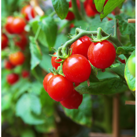 1 Pot has 2 Plants Cherry Tomato Plants Live for Planting, Red Cherry Tomato Plants for Outdoor Garden 8 to 10 Inch Tall in 4 Inch Pot