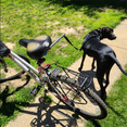 thumbnail image 4 of Bicycle Dog Leash with Spring Damping & Retractable Design - Quick-Release Seat Post Mount, Anti-Tangle Swivel Bearing, 120-148cm Adjustable Length for Medium to Large Active Dogs - Black, 4 of 6