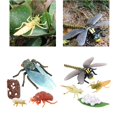 thumbnail image 2 of Cigarra y modelo de crecimiento del del animal, 2 of 9