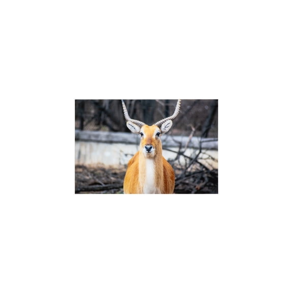Yosemite Home Decor Aepyceros Glass Art