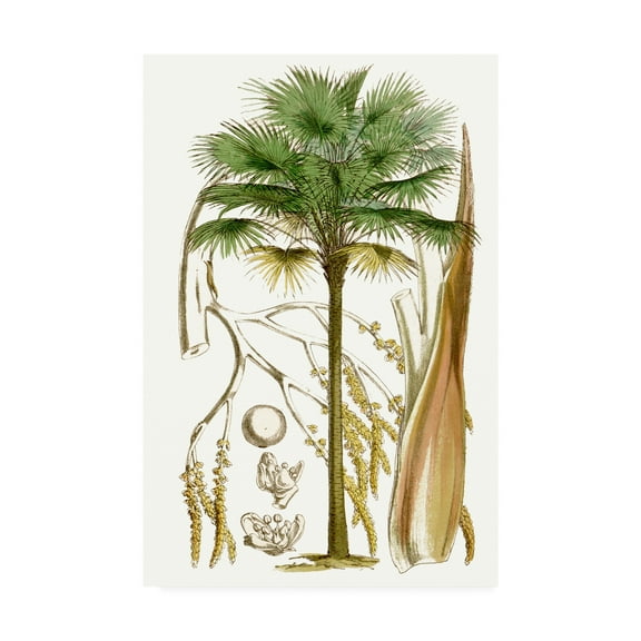 Trademark Fine Art 'Curtis Palms I' Canvas Art by Curtis