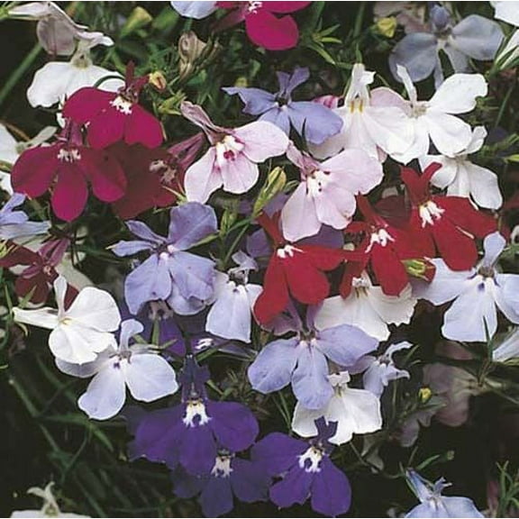 Lobelia Fountain - Mixed Nice Garden Flower 3,000 Seeds