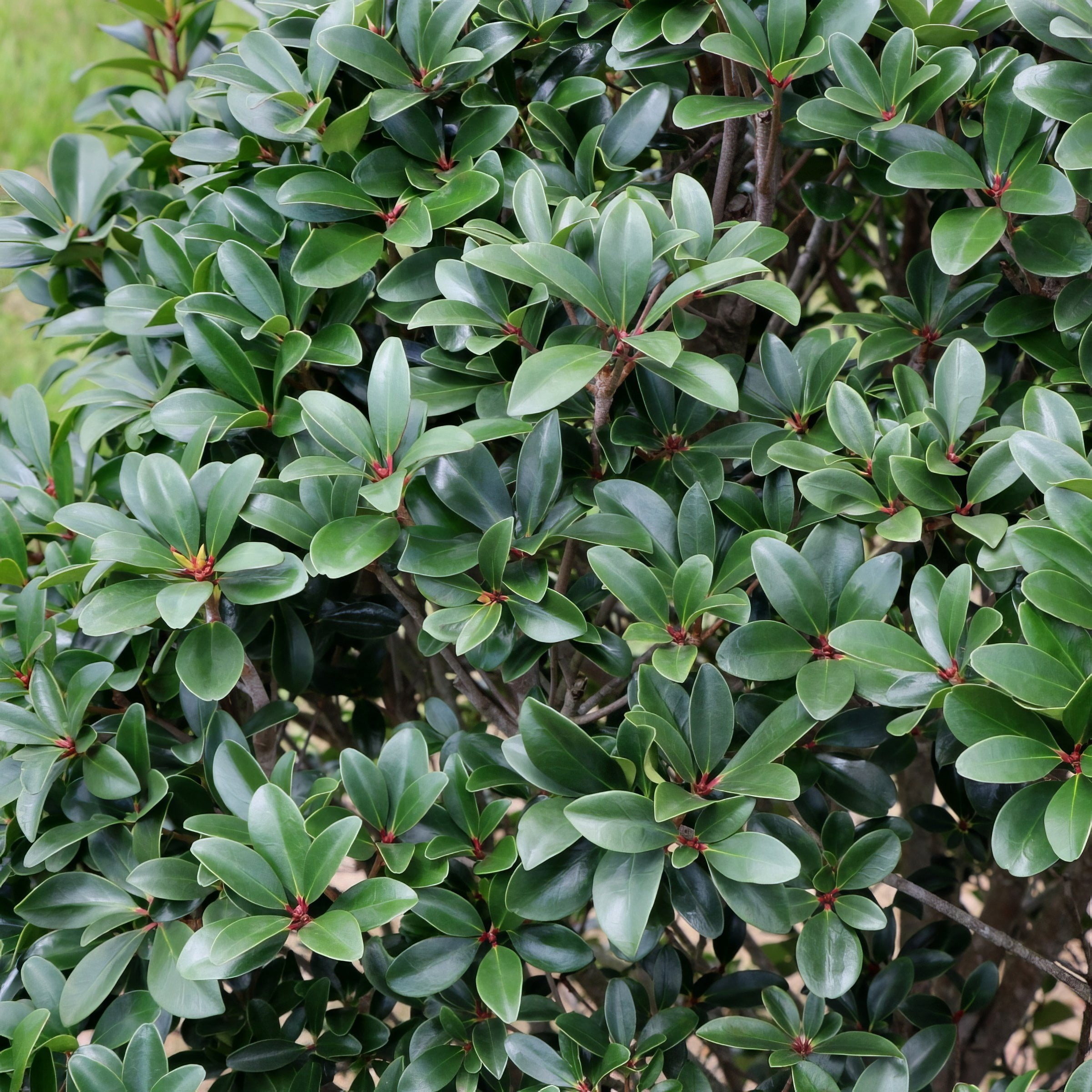 National Plant Network 4 in. Cleyera Japonica (3-Pack)