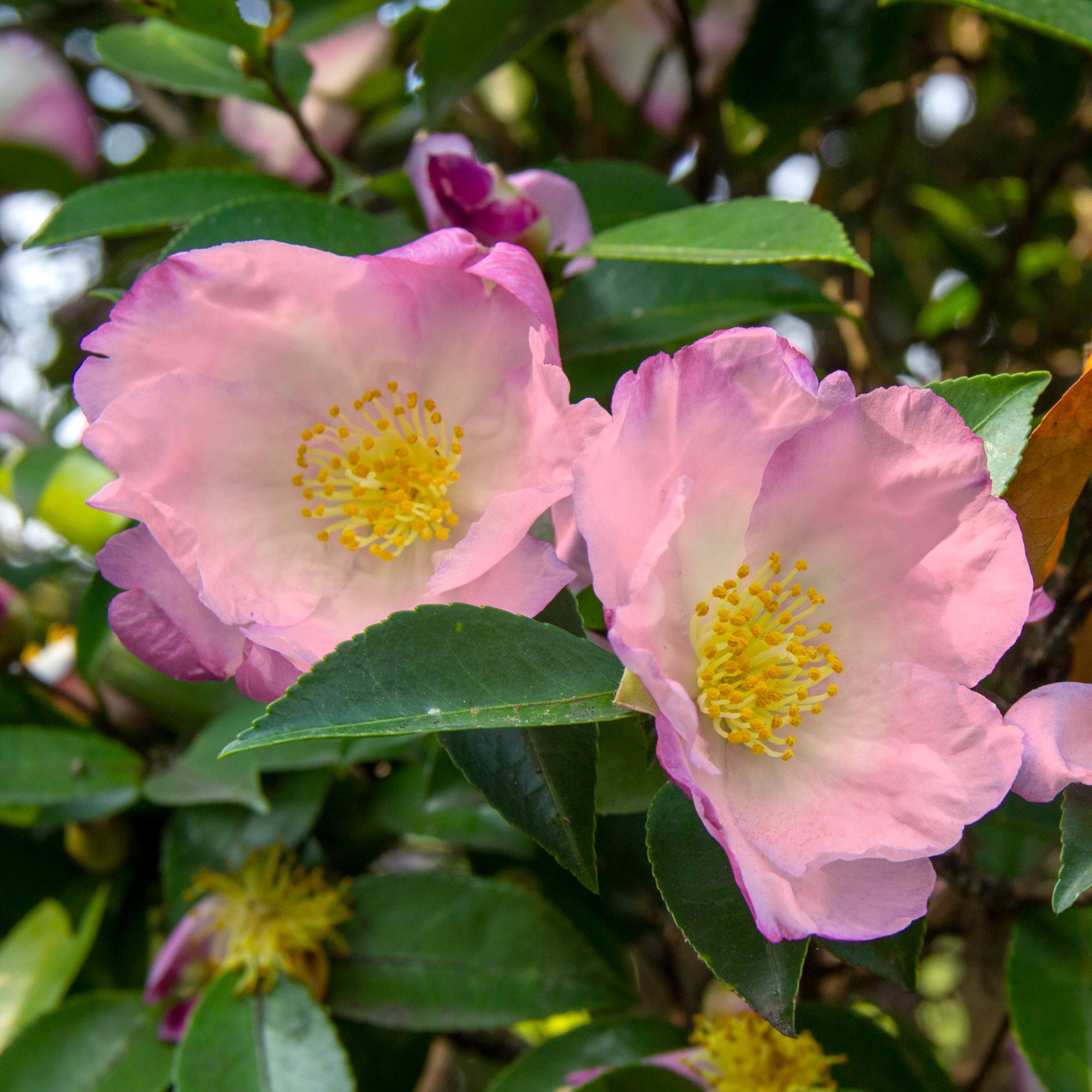 National Plant Network 1 gal. Camellia Japonica April Remembered Shrub