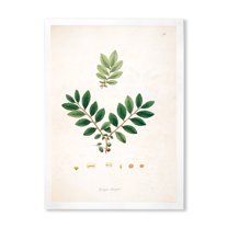 Designart 'Ancient Plant Life XIV' Farmhouse Framed Art Print