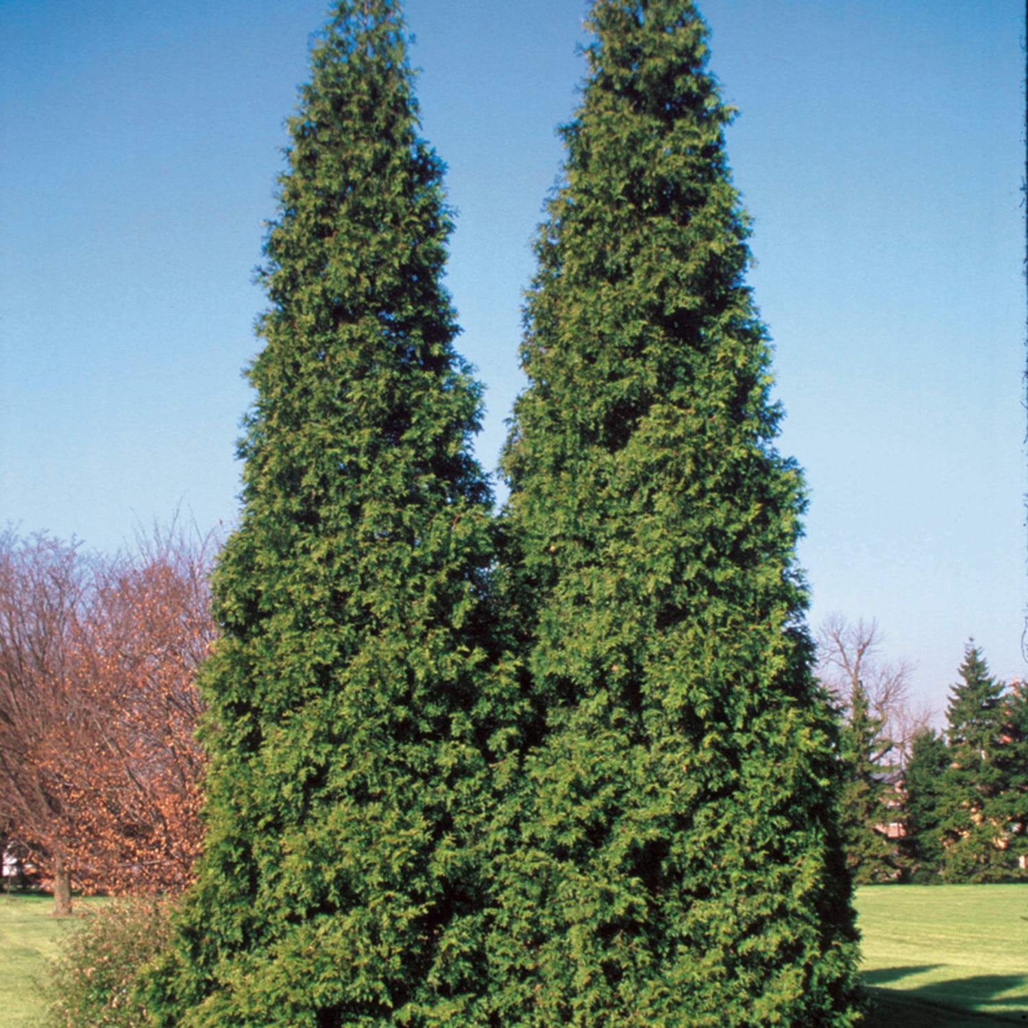 Proven Winners ColorChoice 6" Spring Grove Western Arborvitae Live Plant in 7.5" Pot