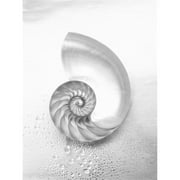 Design Pics DPI1982843 Pearl Nautilus Shell Cut in Half Showing Chambers, Black & White Photograph Poster Print, 12 x 16