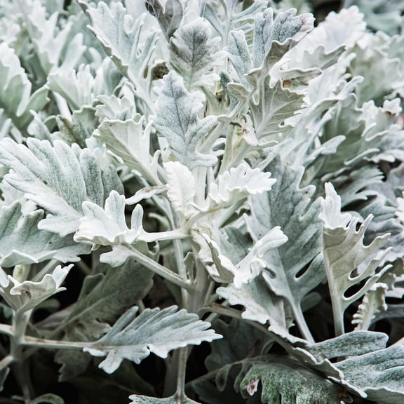 Cirrus Pelleted Dusty Miller House Plant Seeds - 500 Seeds - Annual Ornamental Decorative Plant Seeds - Senecio cineraria