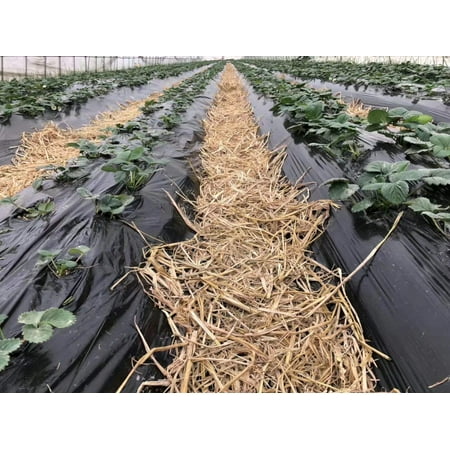Agfabric 0.6mil Landscape Garden Film Embossed Plastic Mulch Strawberry Tomato Potato Weed Barrier Polyethylene Sheeting, 5x250ft, Black