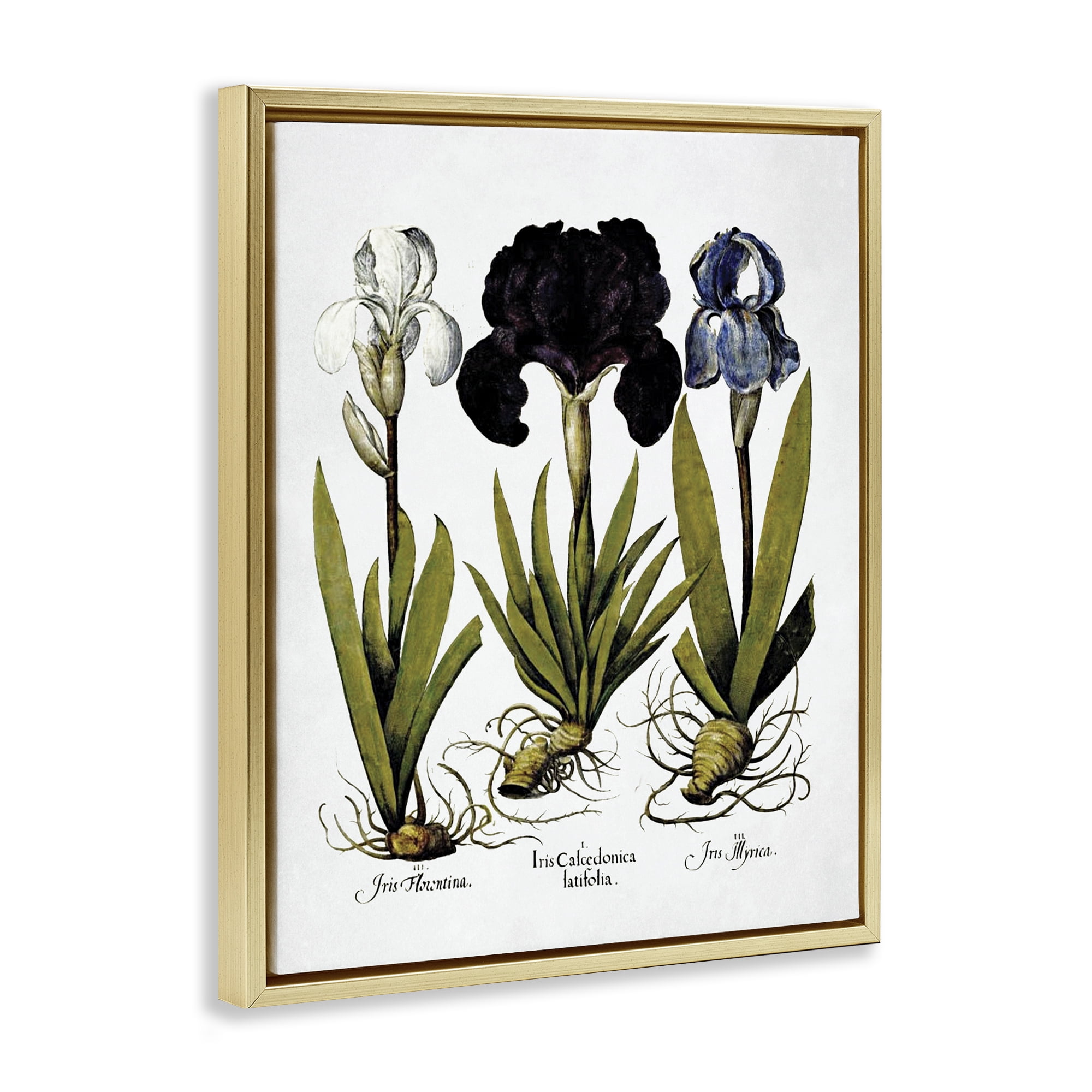 Stupell Industries Vintage Iris Flowers Botanical & Floral Painting Gold Floater Framed Art Print Wall Art, 17 x 21