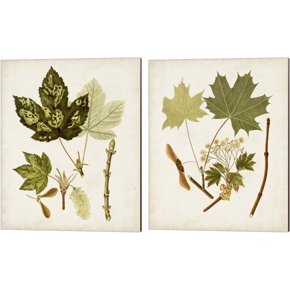 Great Art Now Antique Leaves B by Unknown 2 Piece Canvas Art Set Each 12"W x 15"H