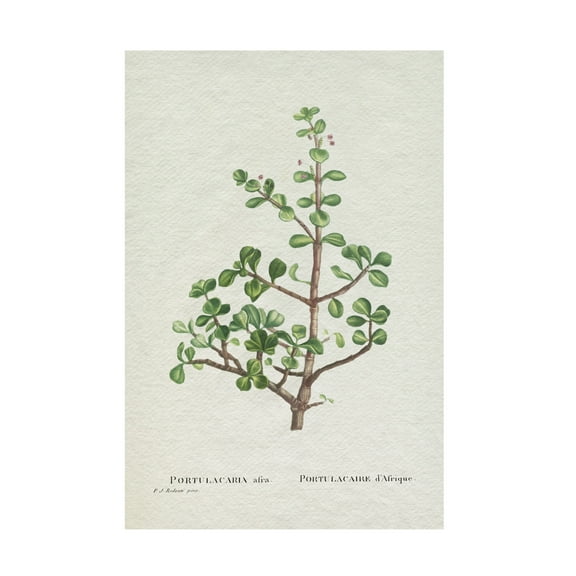 Trademark Fine Art Pierre Redoute  Redoute Succulent IV Canvas Wall Art